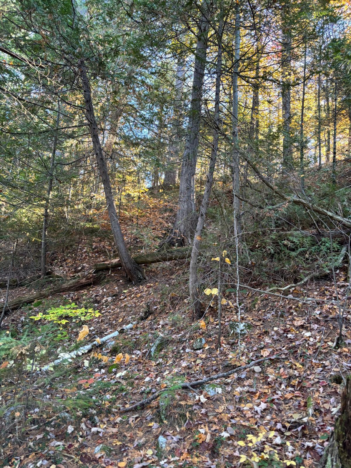 Overall view
