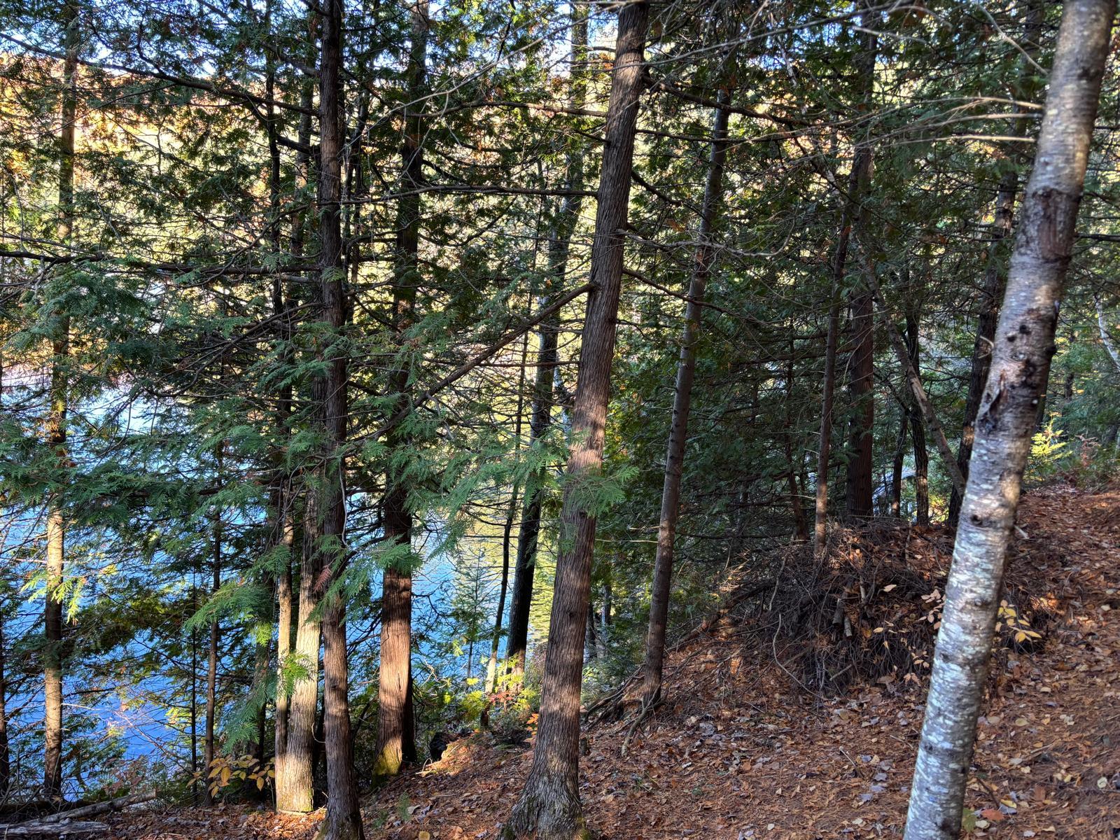 Overall view