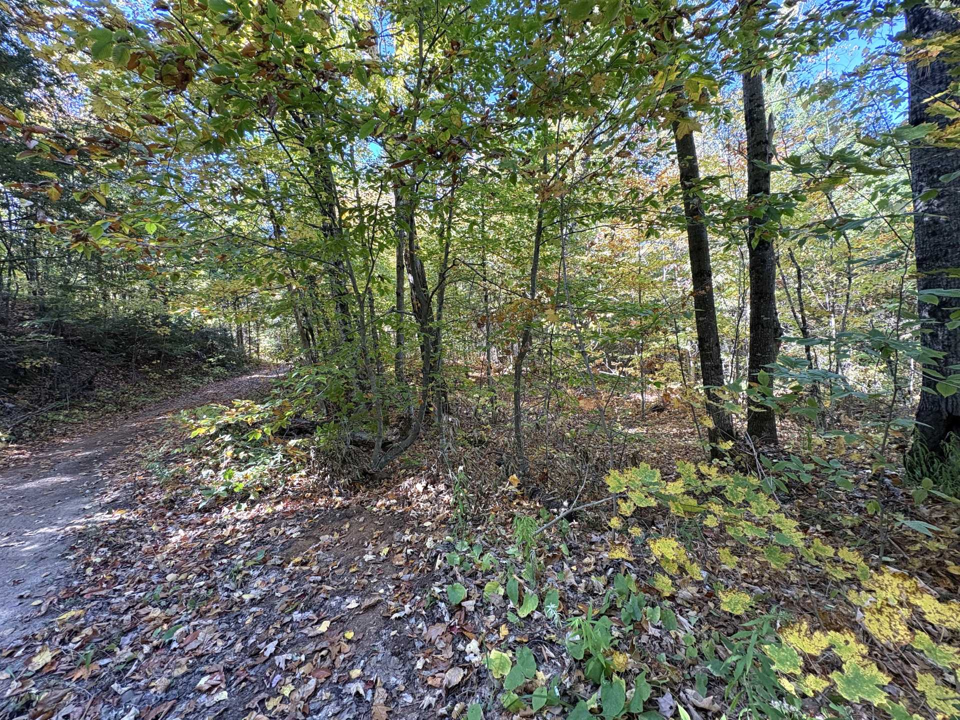 Wooded area