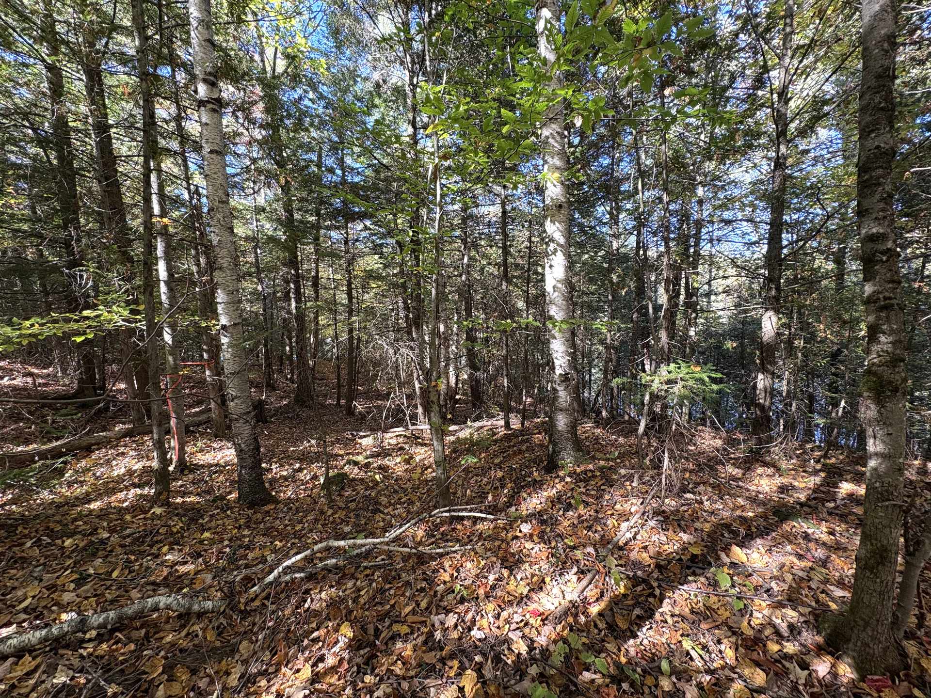 Wooded area