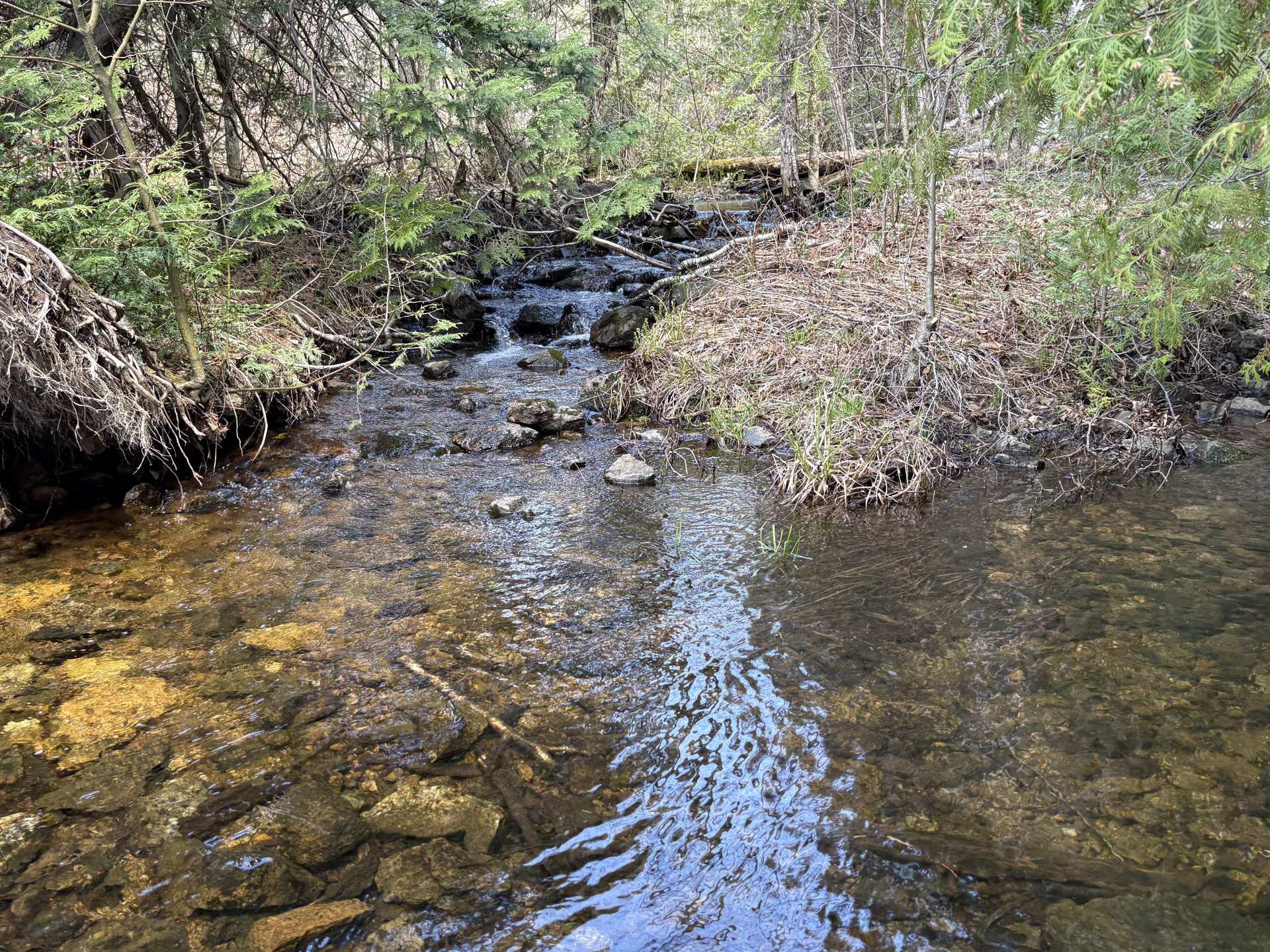 Wooded area
