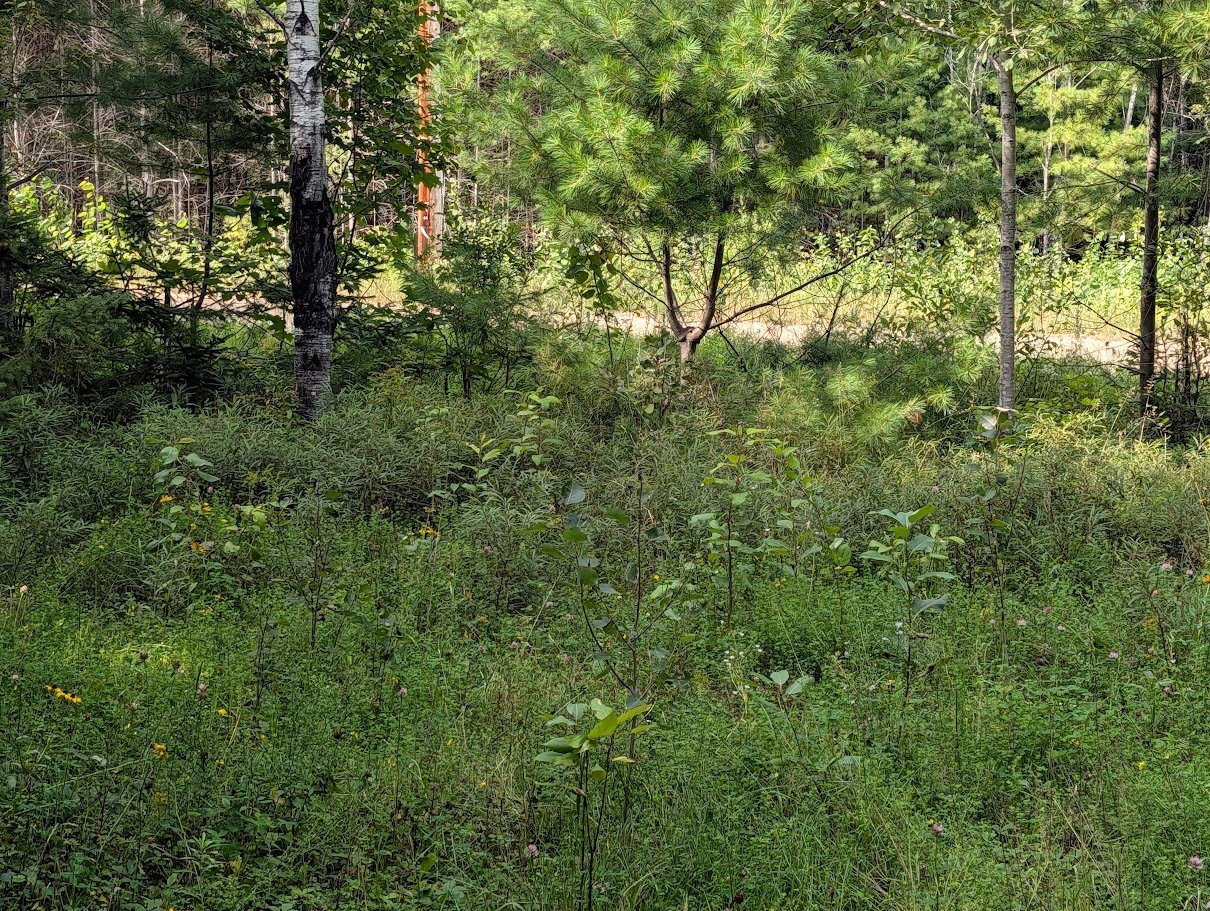 Land/Lot