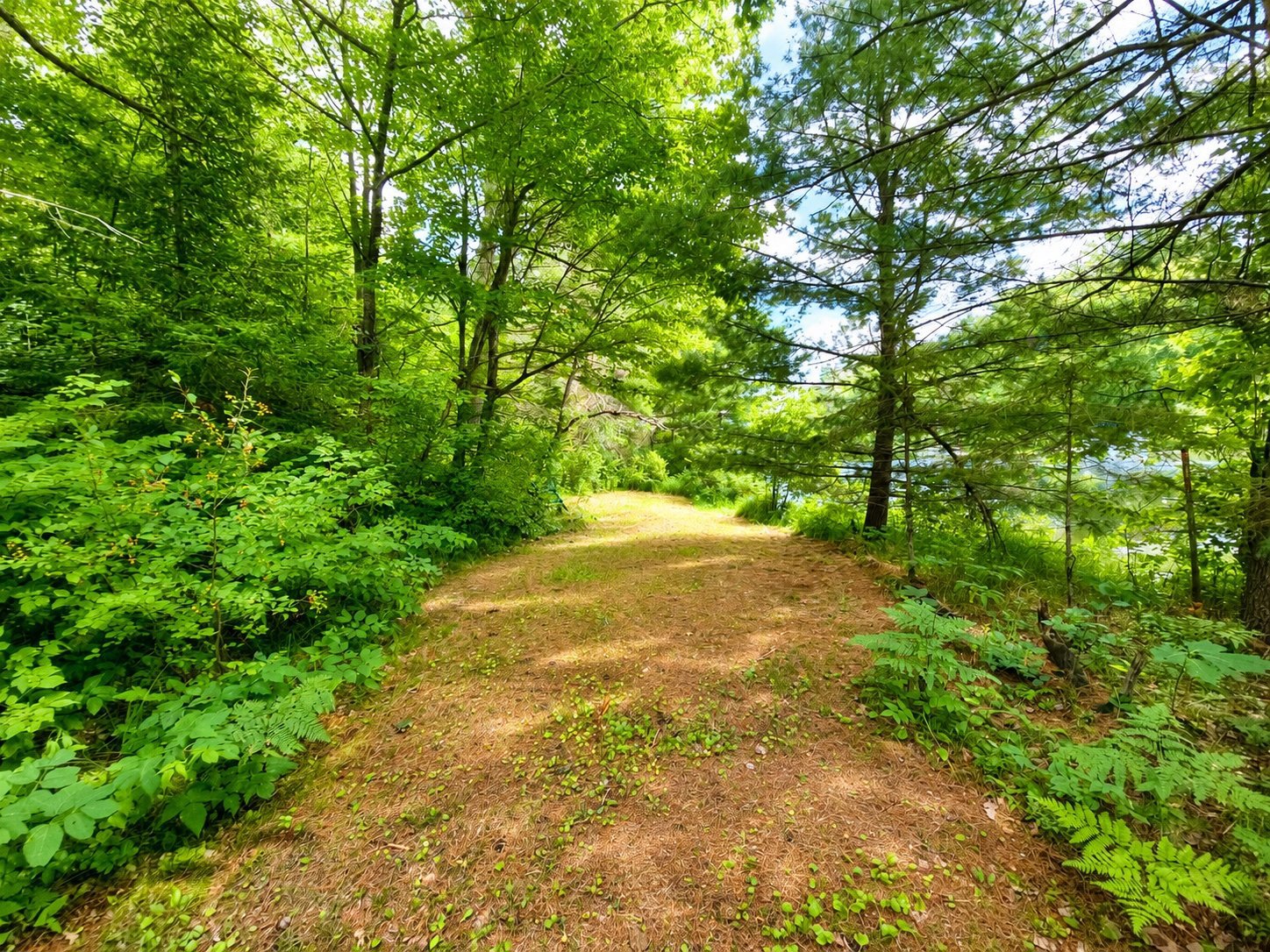 Sentier menant au bord de l'eau