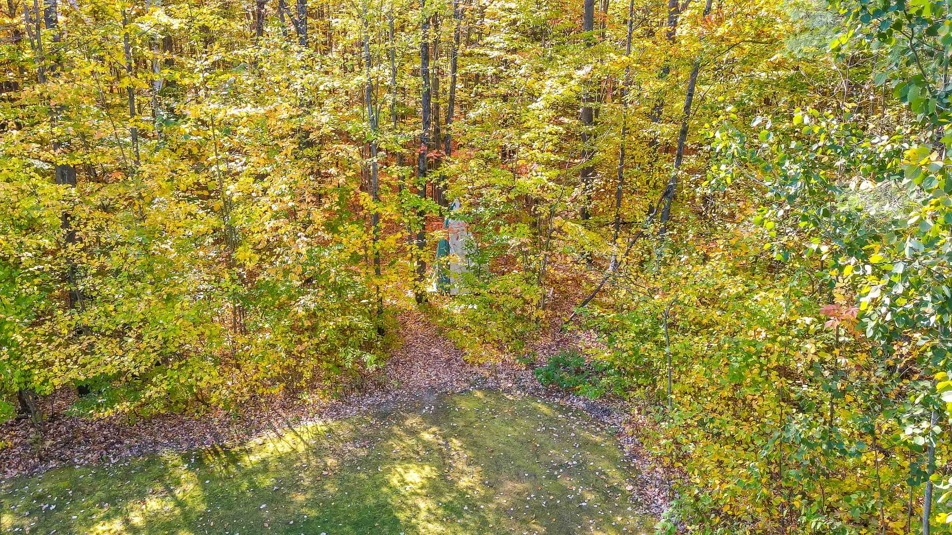 Wooded area