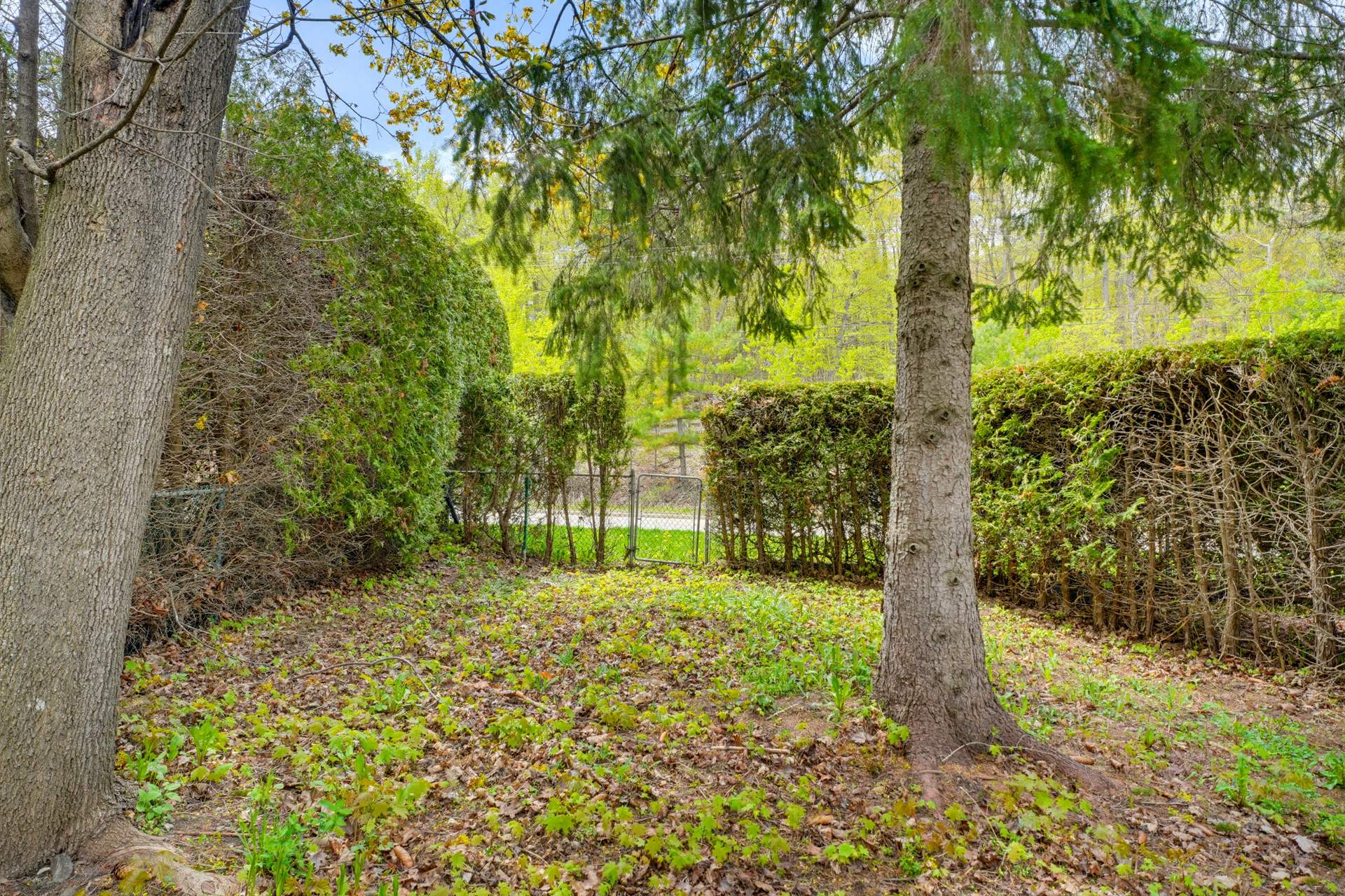 Backyard