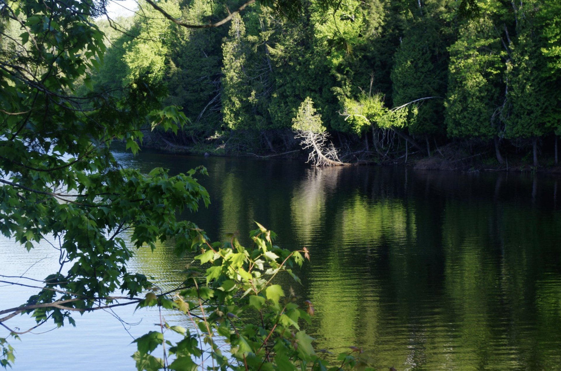 Bord de l'eau - Riv. Petite-Nation (baie)