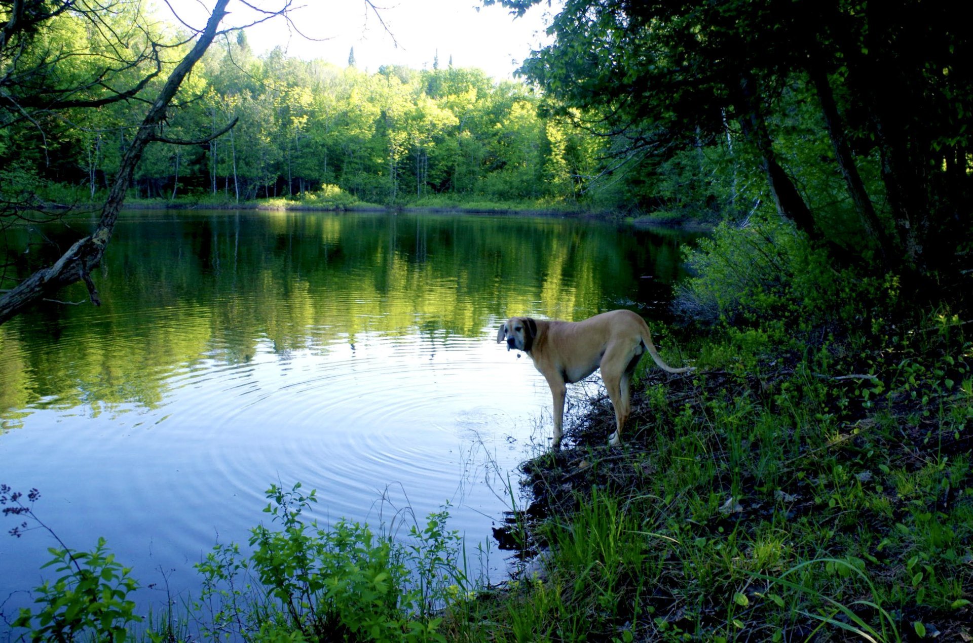 Bord de l'eau - Riv Petite-Nation(baie)