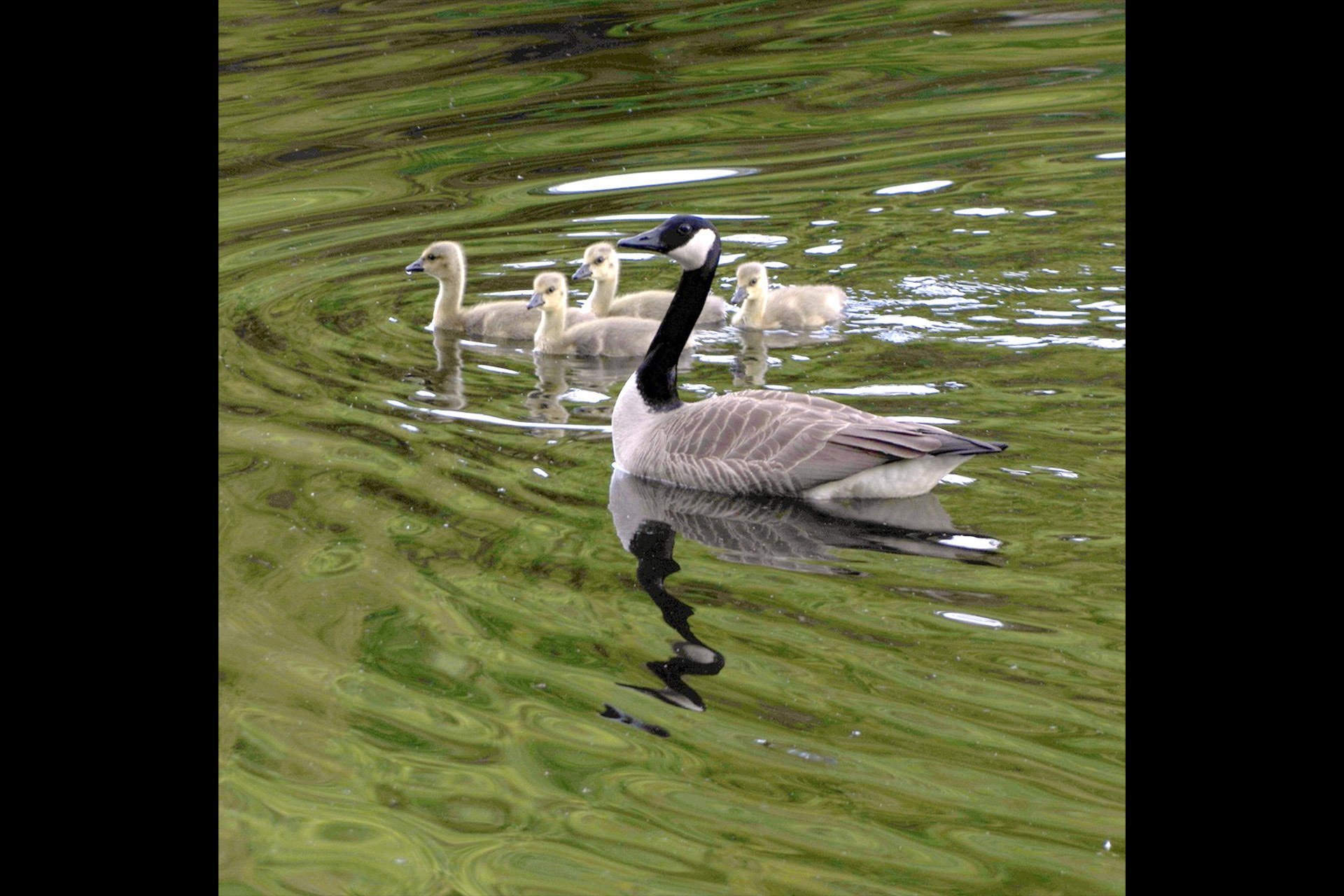 Vue sur l'eau - Bernaches