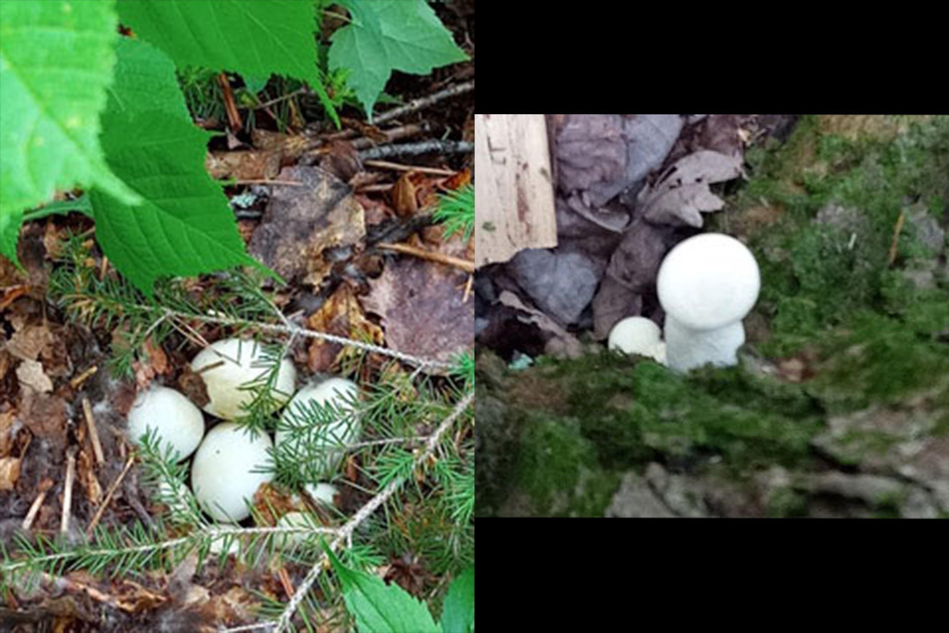 Extérieur - oeufs de bernaches et champignons