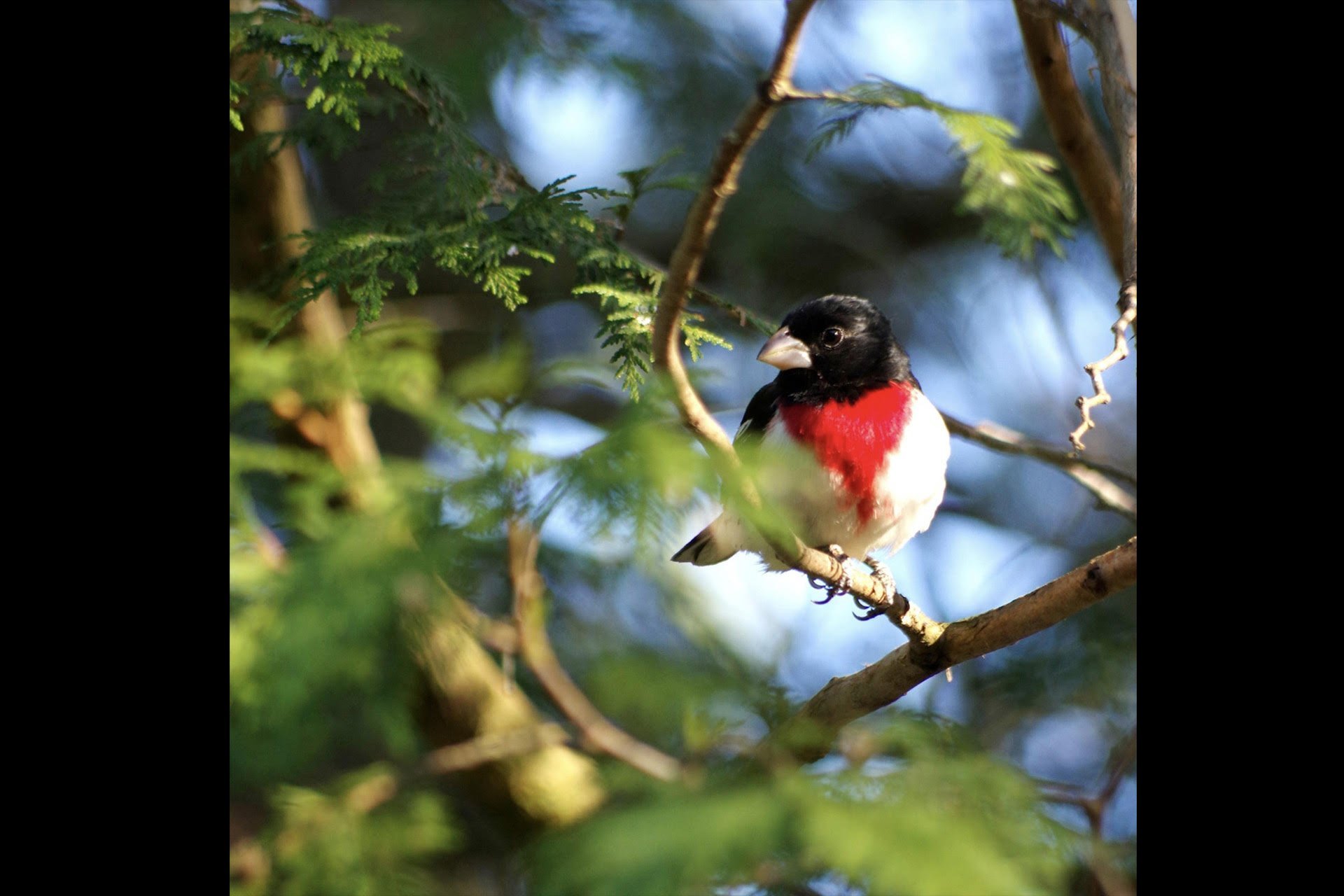 Extérieur - cardinal