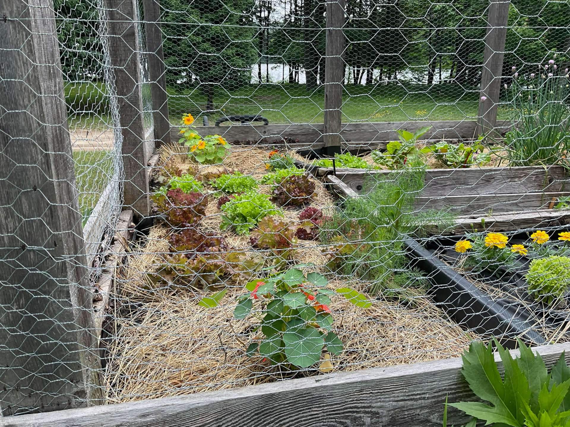 Jardin - Potager surélevé
