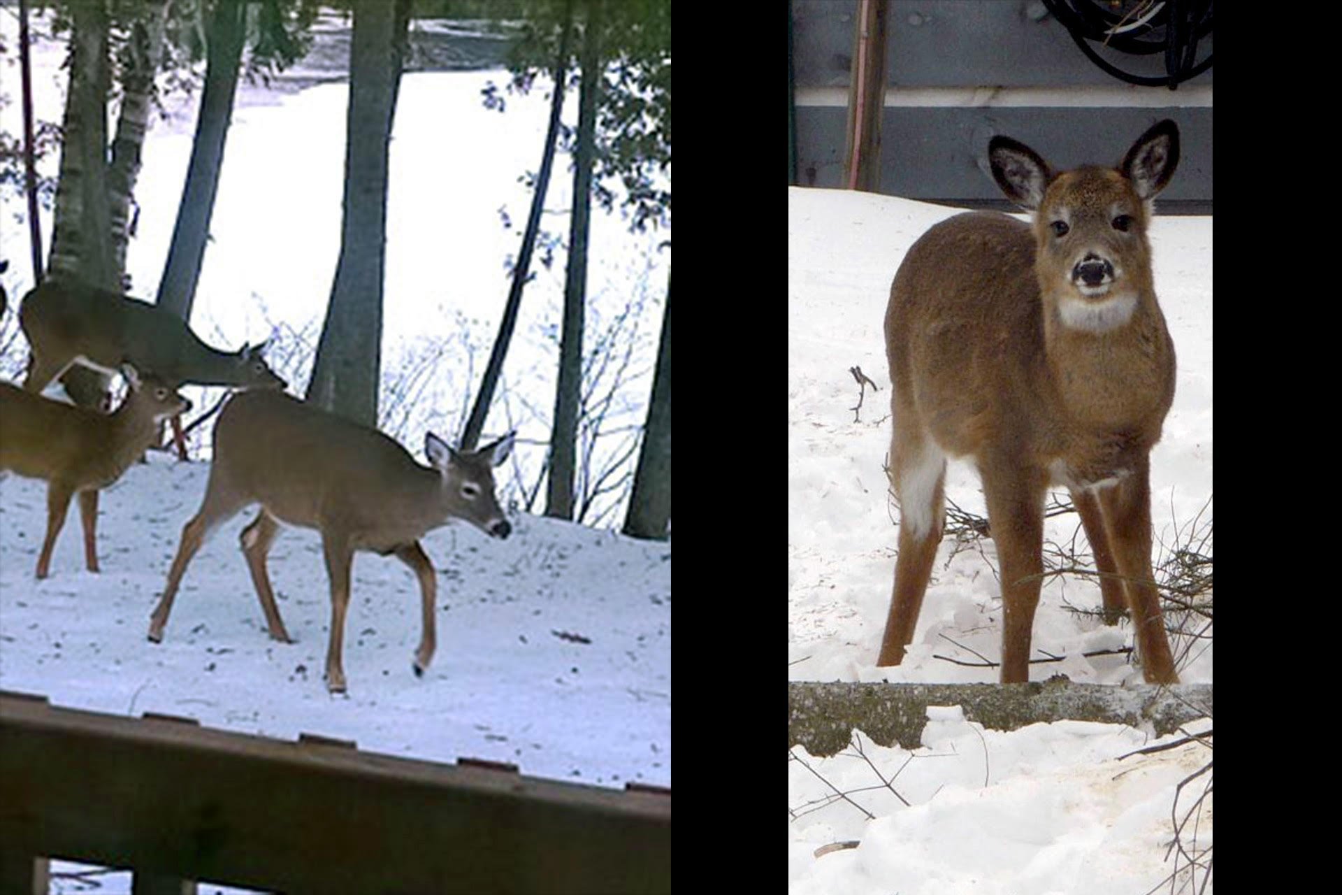 Extérieur - chevreuils