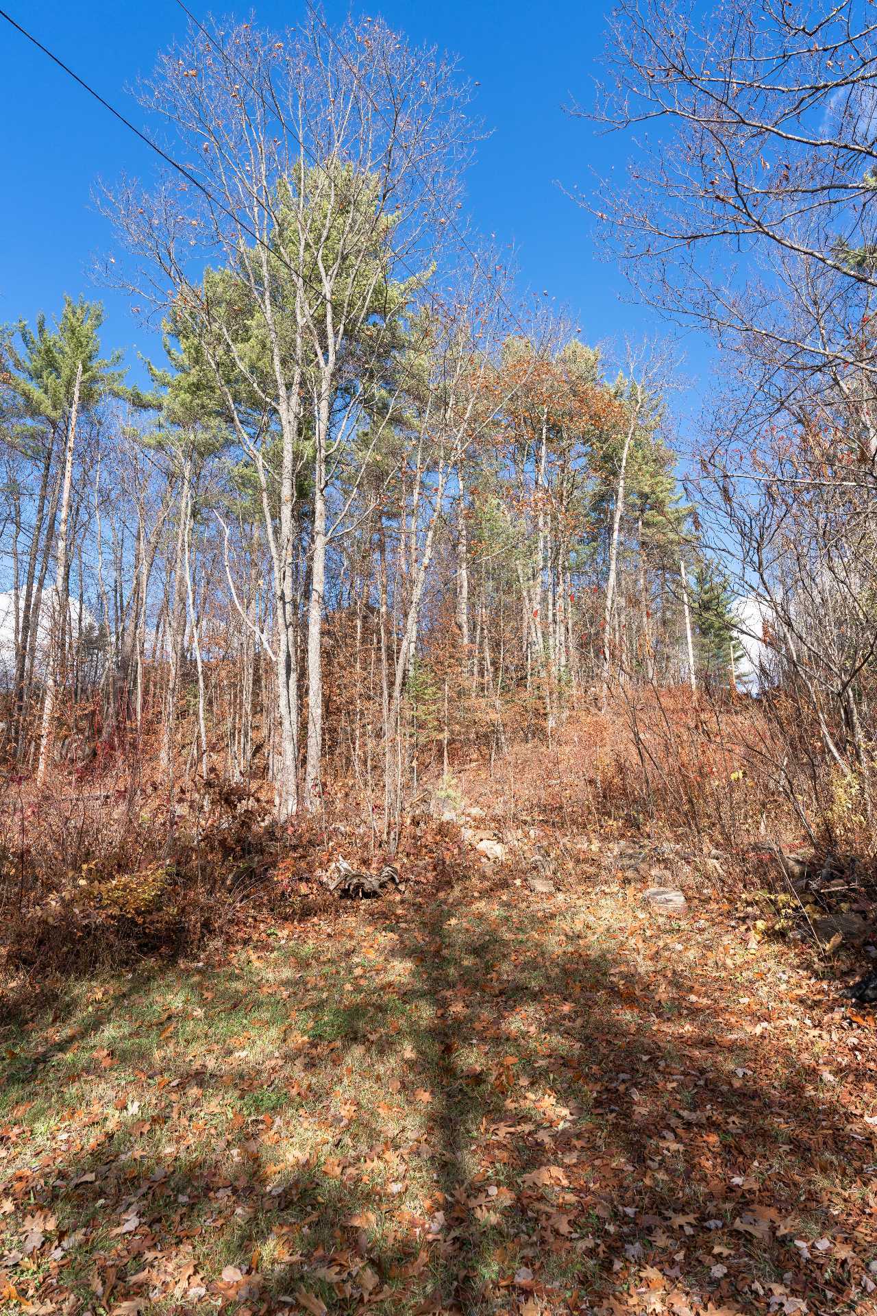 Wooded area