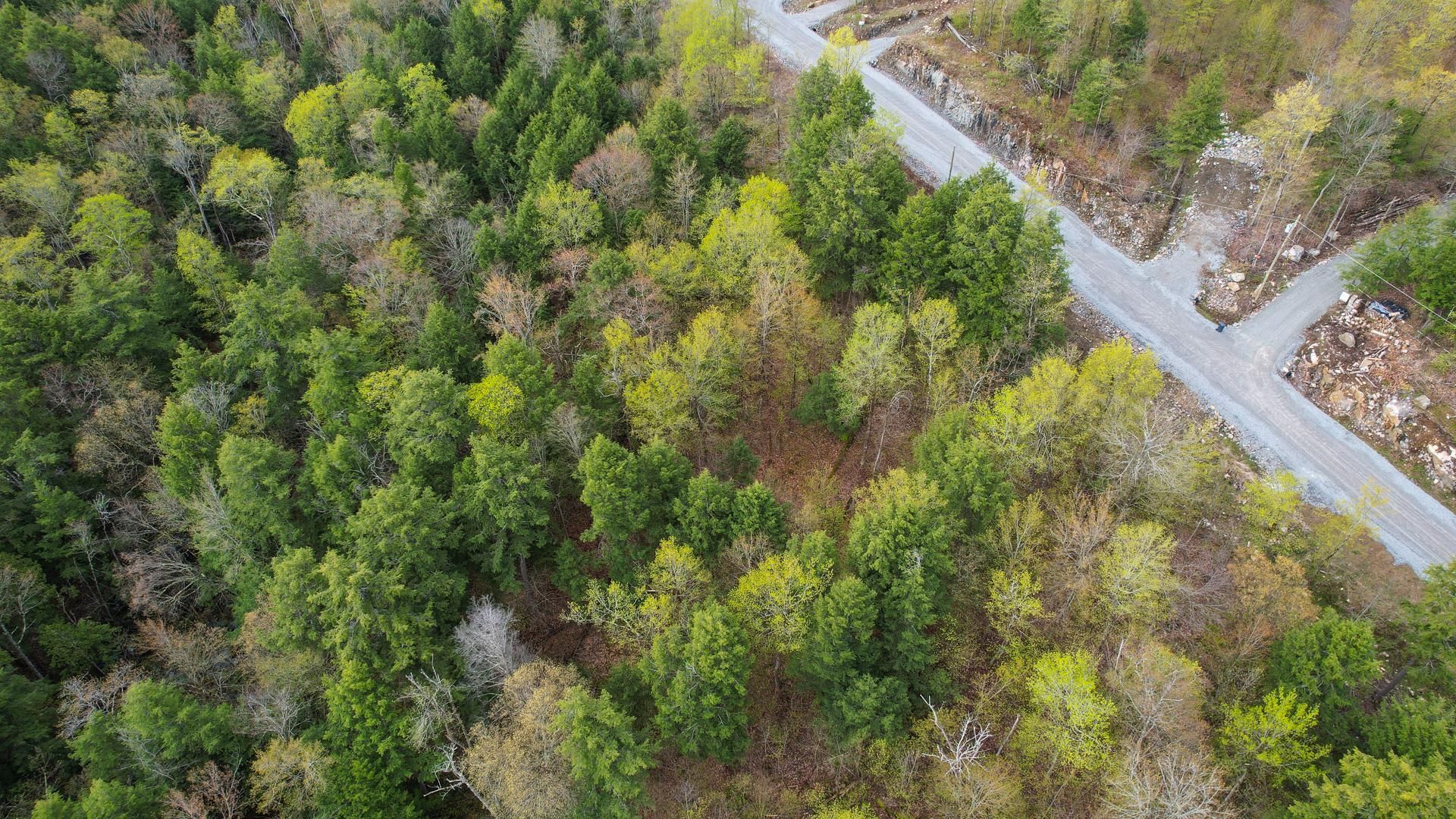 Overall View