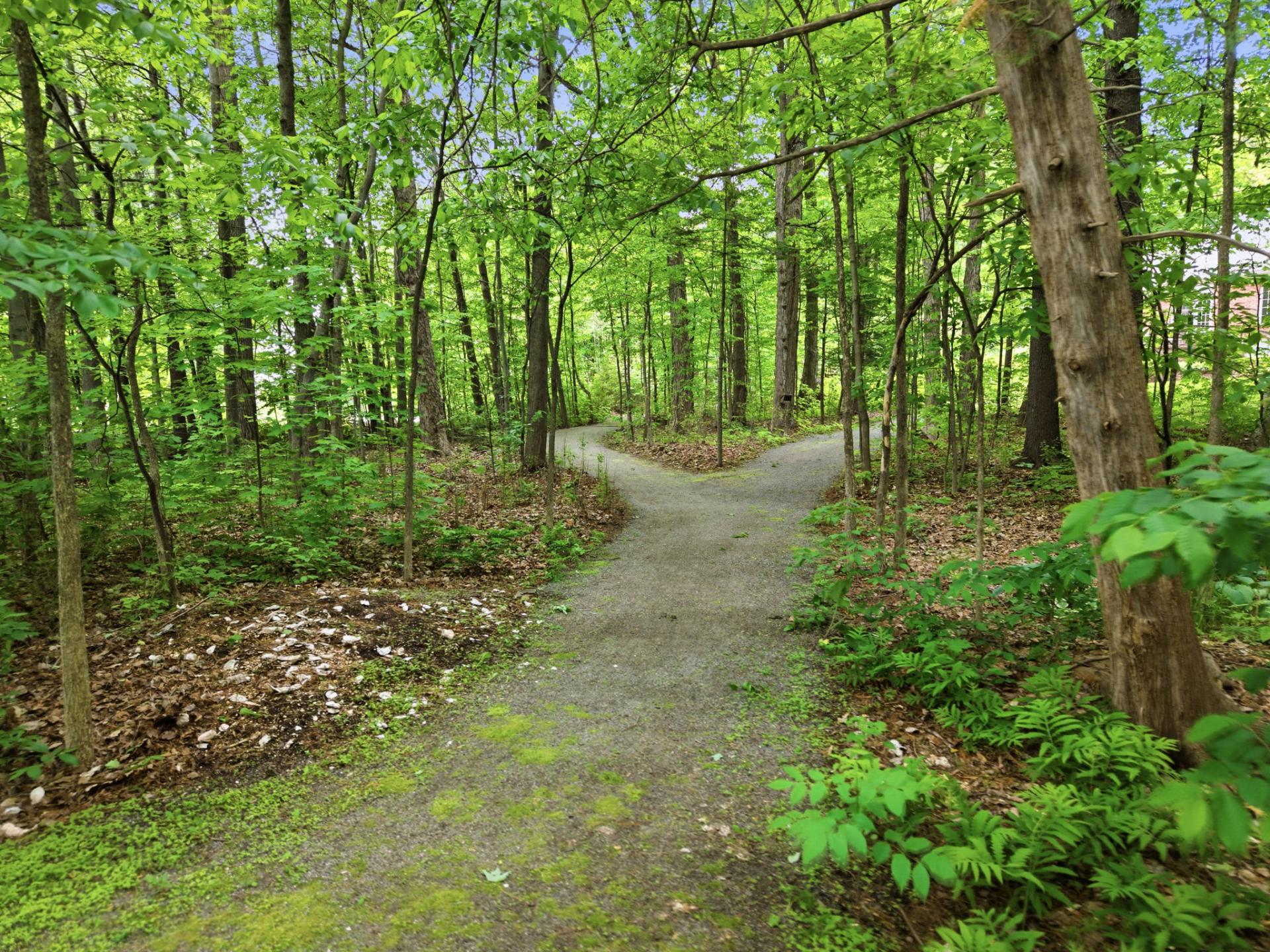 Other - Trail on the land