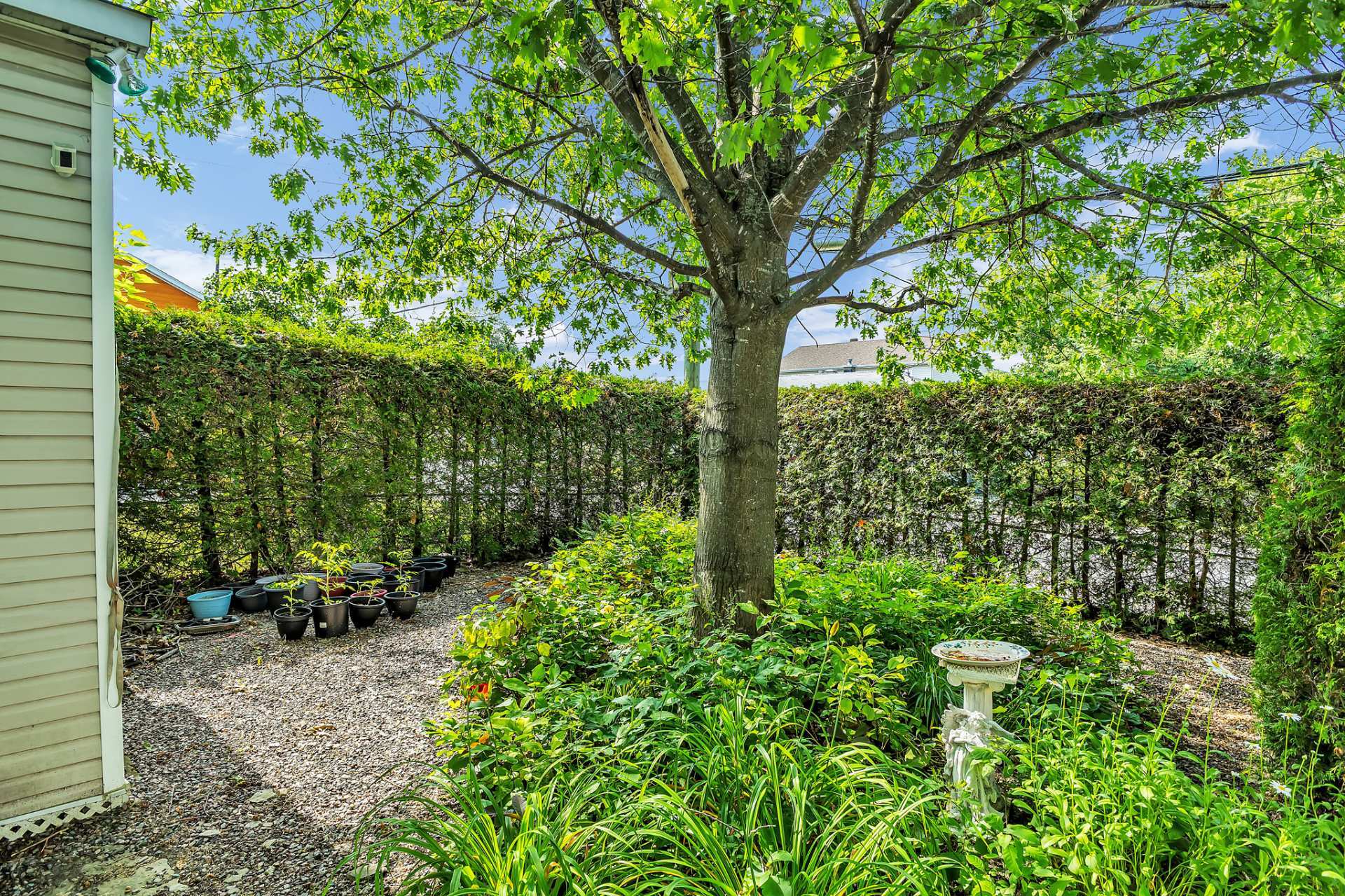 Backyard