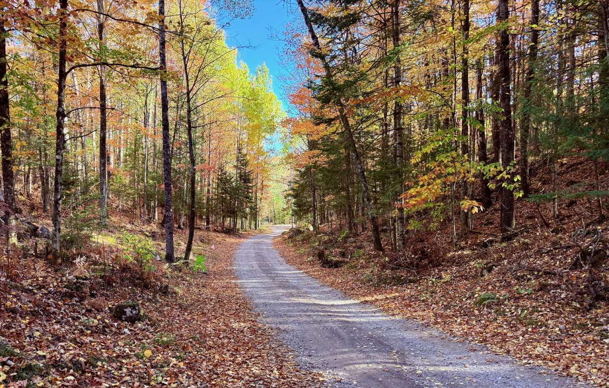 Wooded area