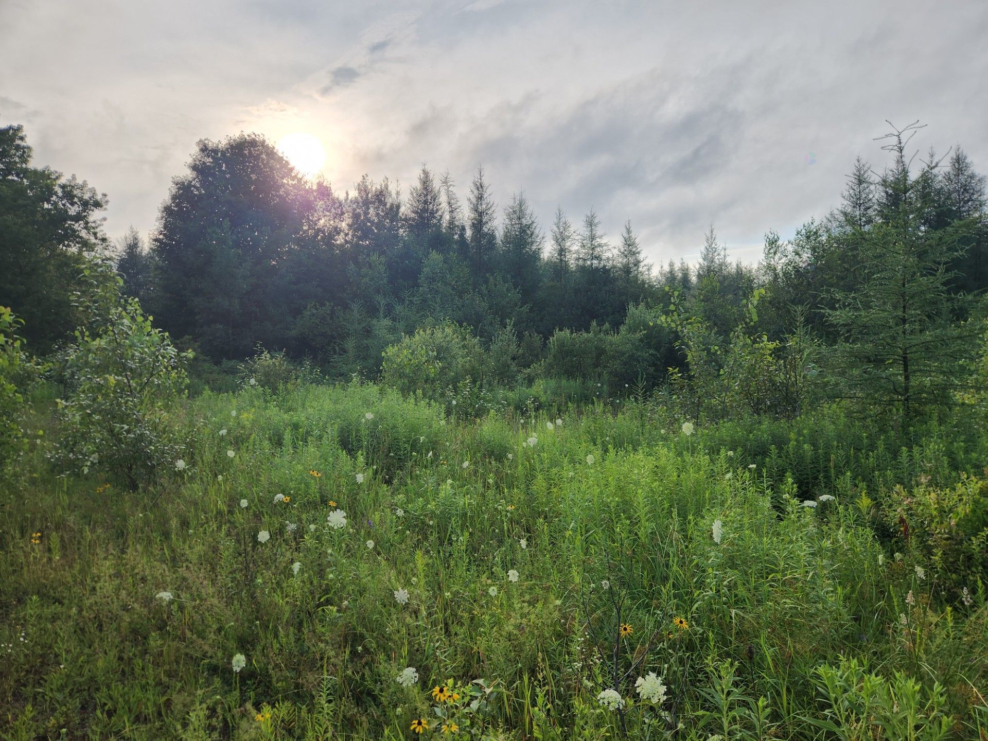 Land/Lot