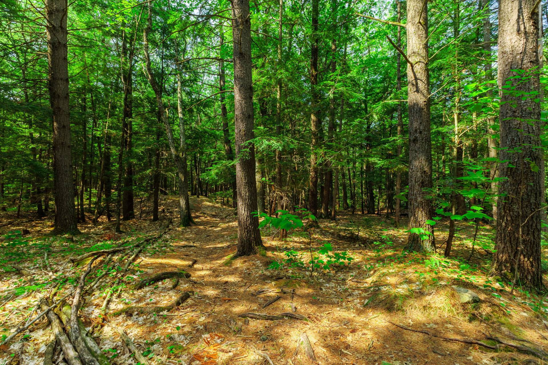 Trails (rear of property)