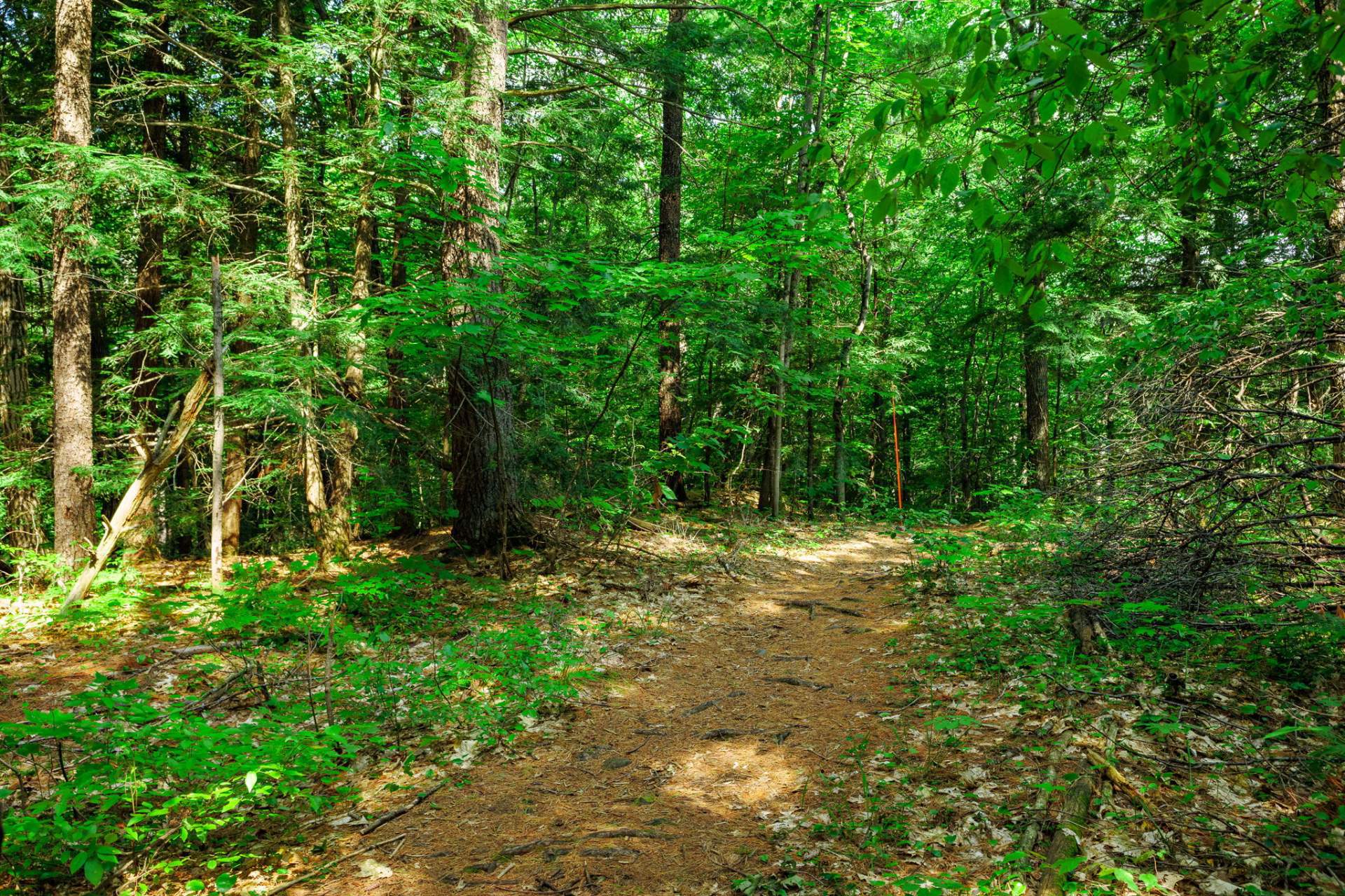 Trails (rear of property)