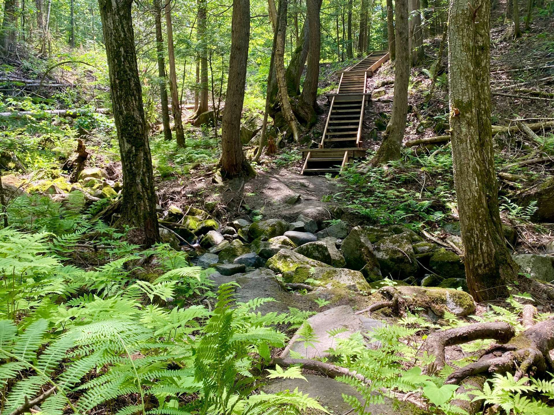 Wooded area
