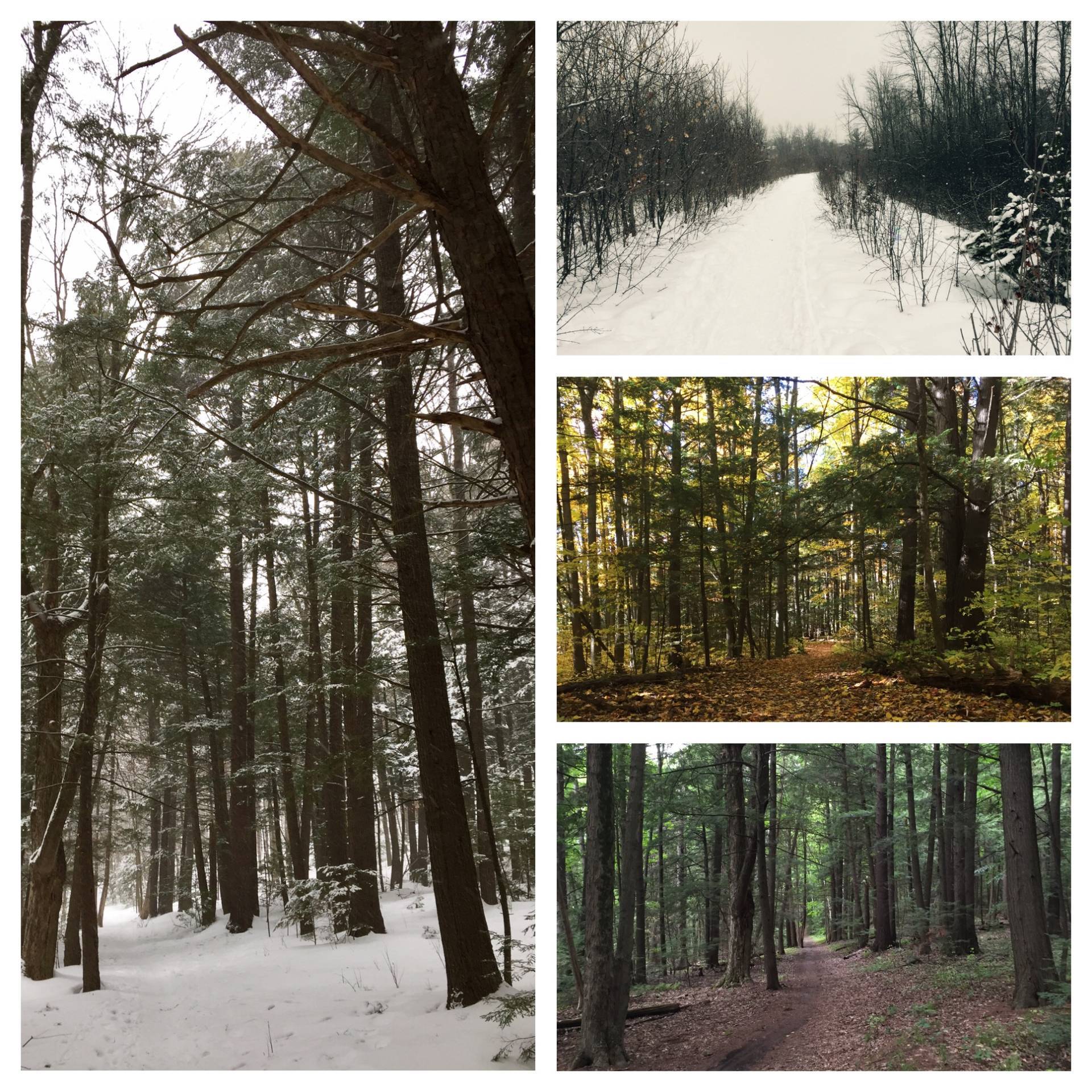 sentiers du parc de la Gatineau à proximité.