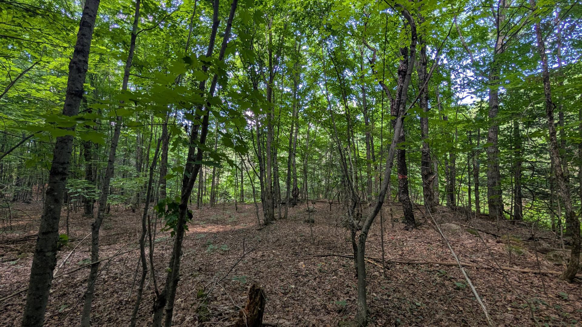 Land/Lot