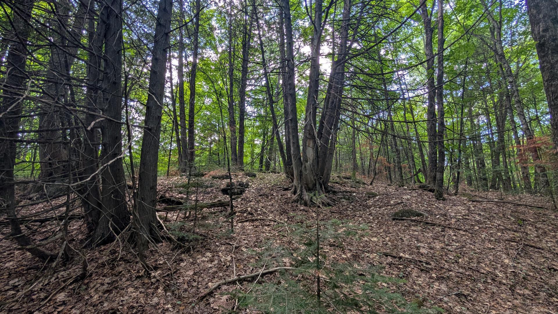 Land/Lot