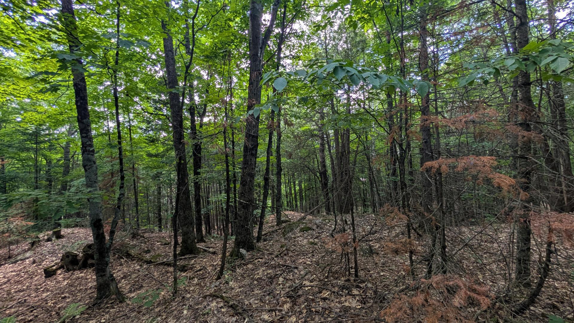 Land/Lot