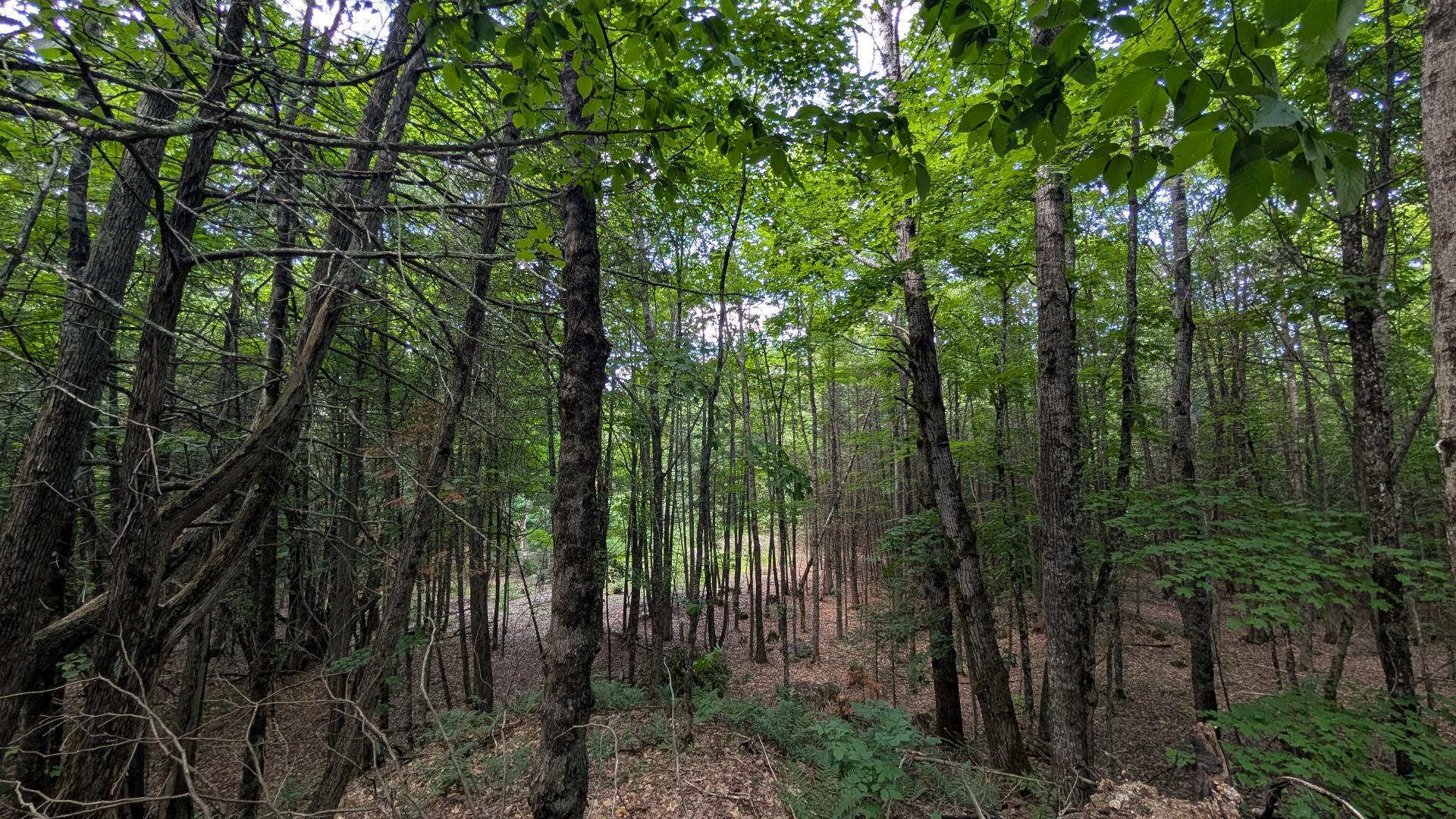 Land/Lot