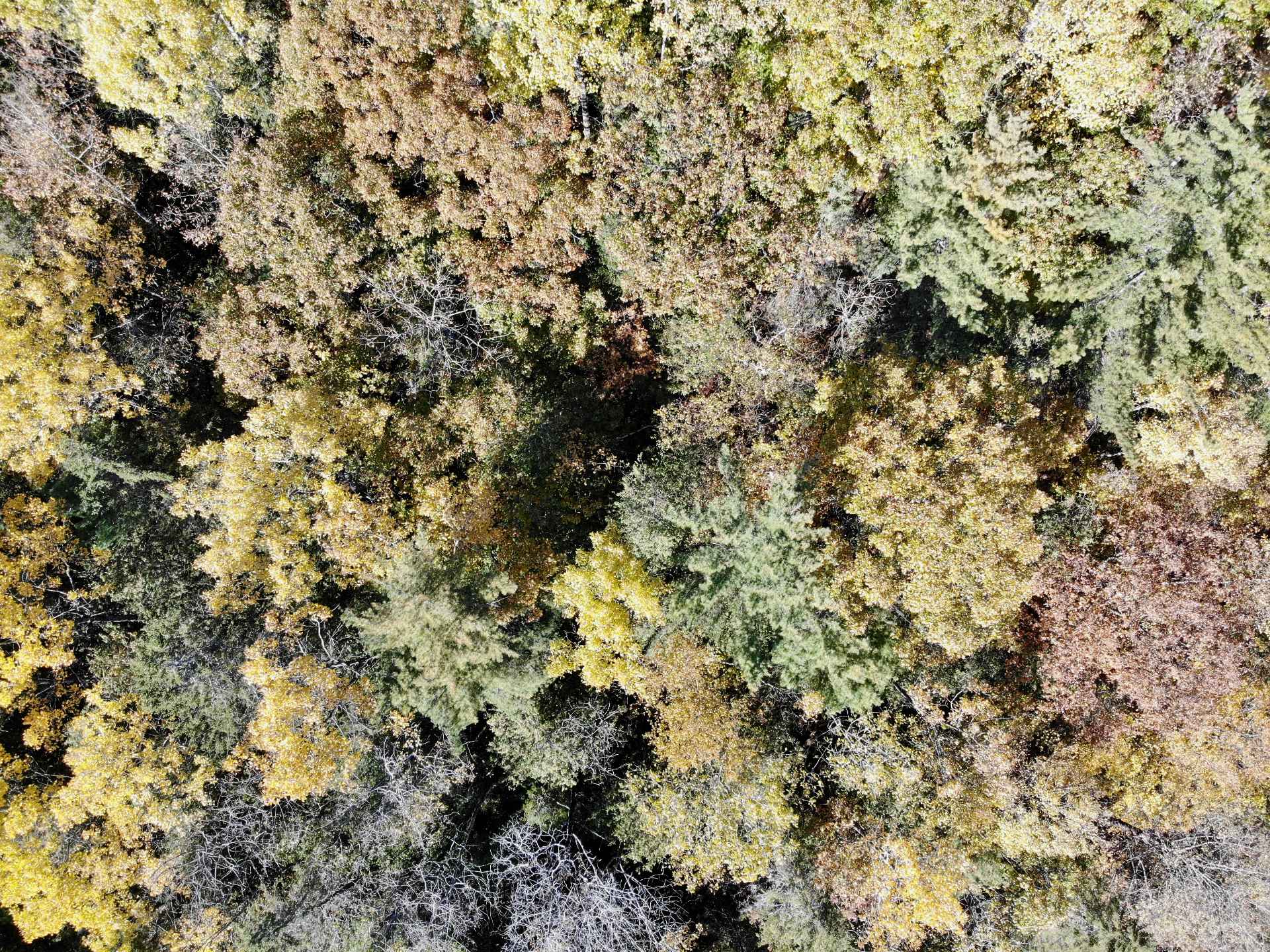 Wooded area