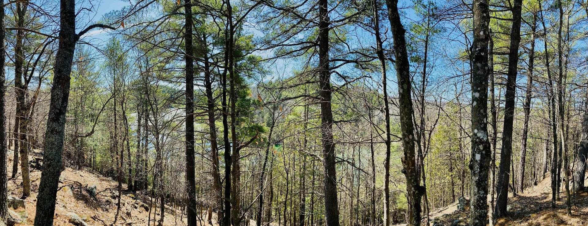 Wooded area