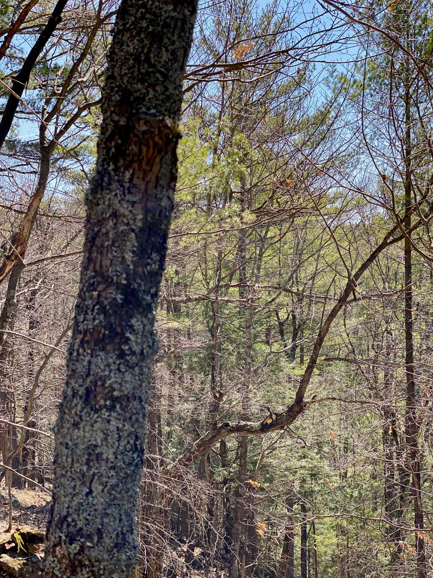Wooded area