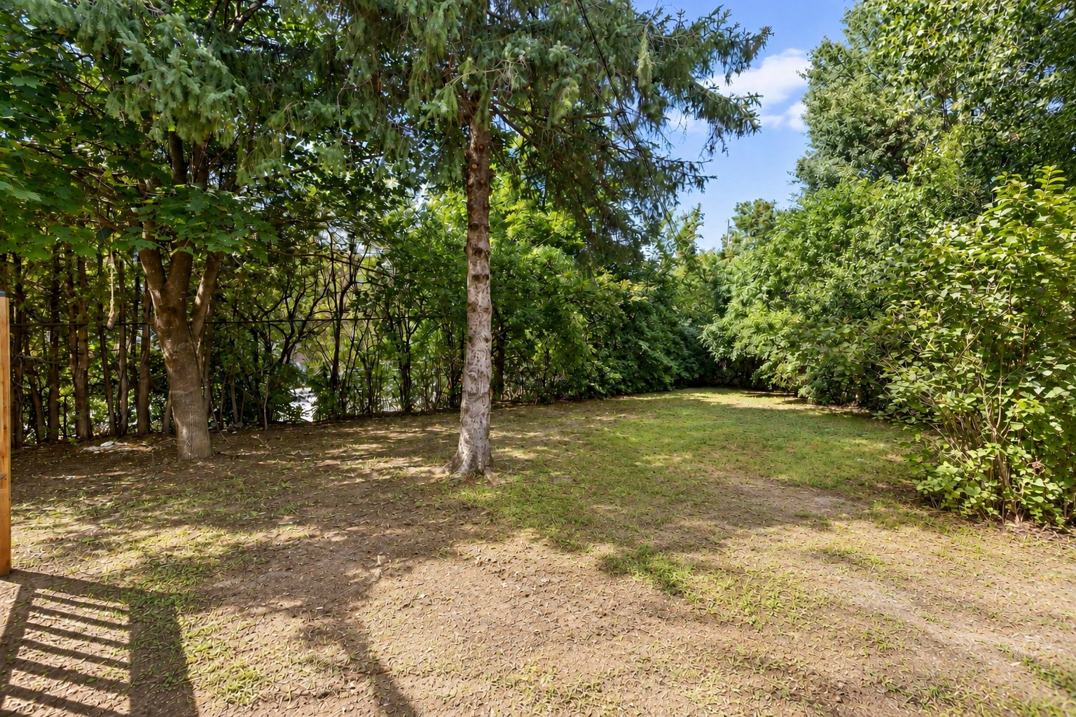Backyard