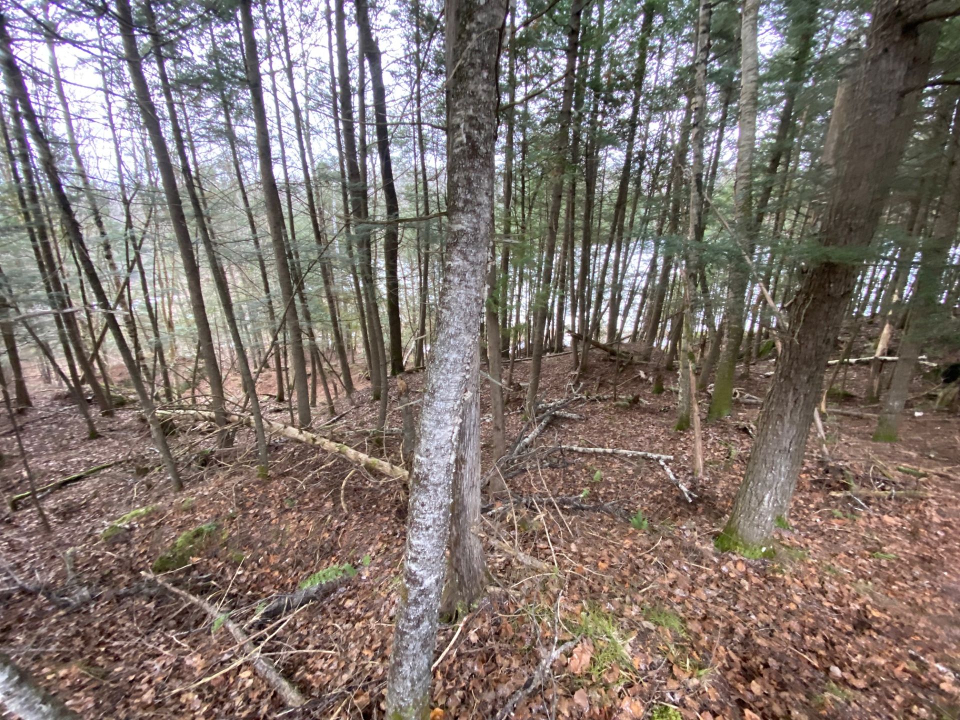 Terre/Terrain