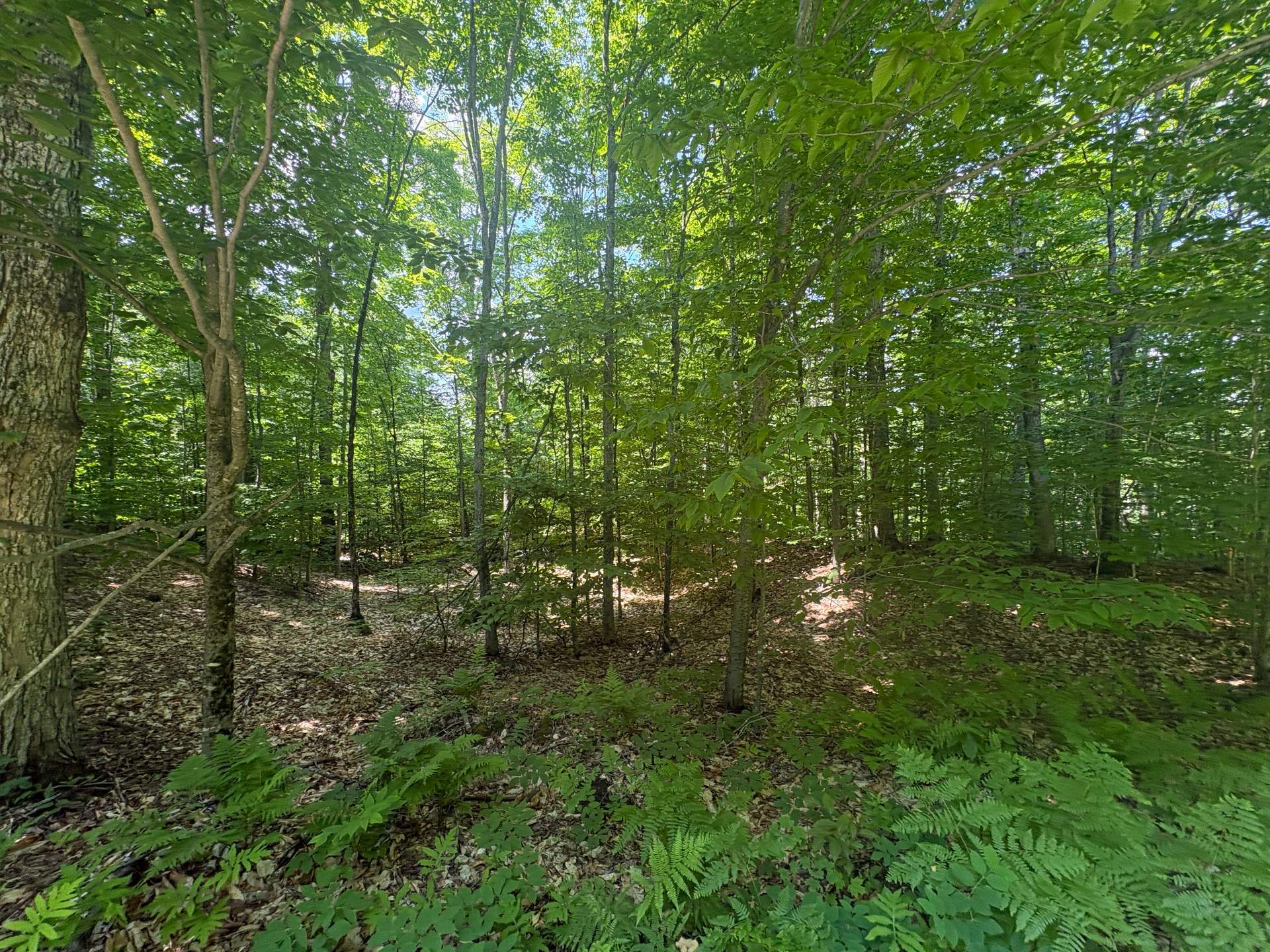 Terrain