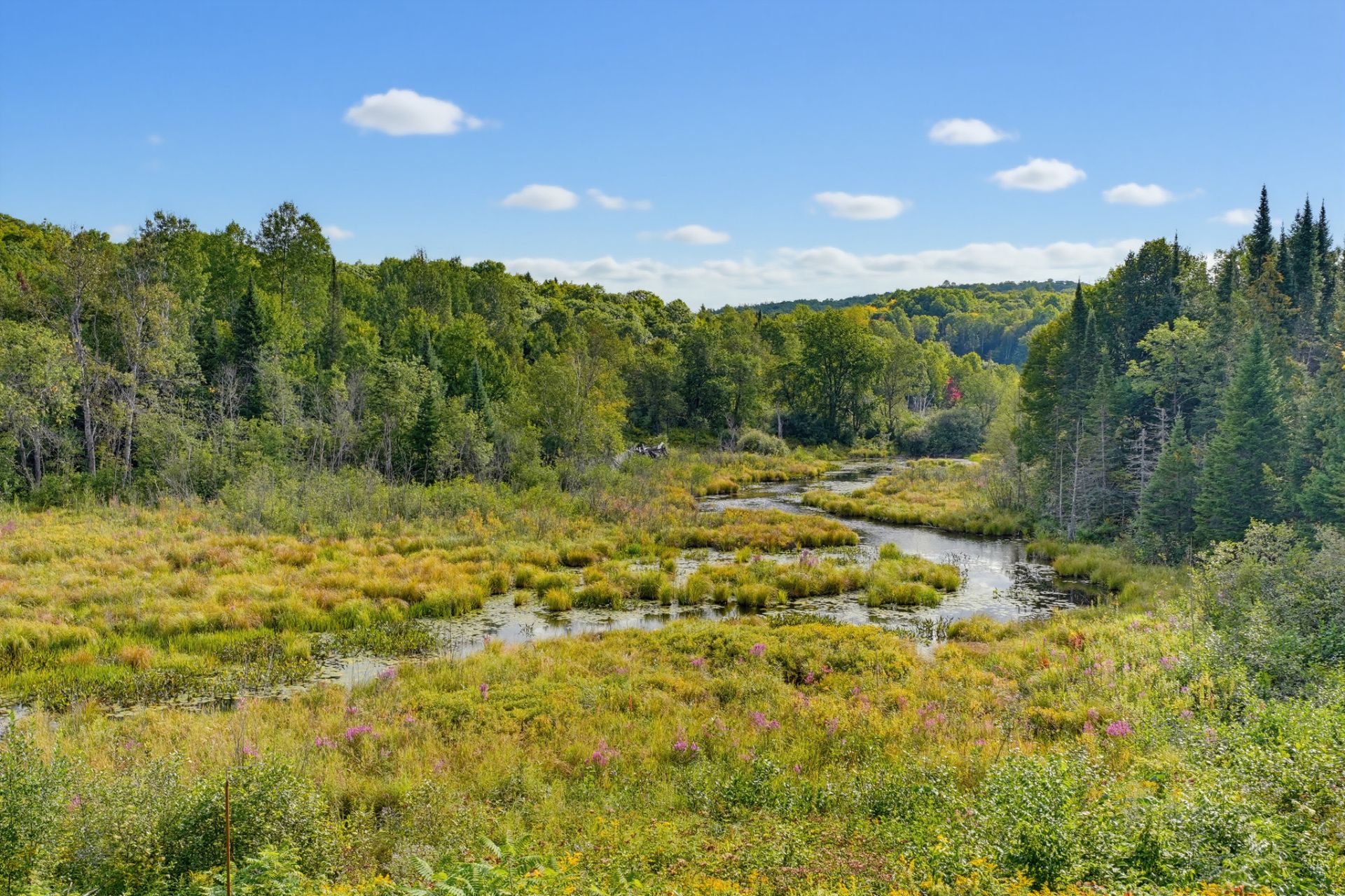 Wooded area