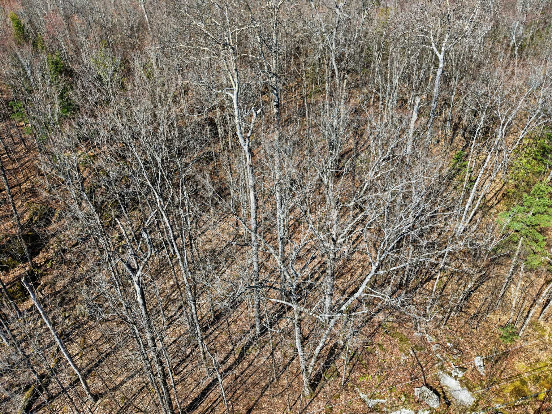 Land/Lot