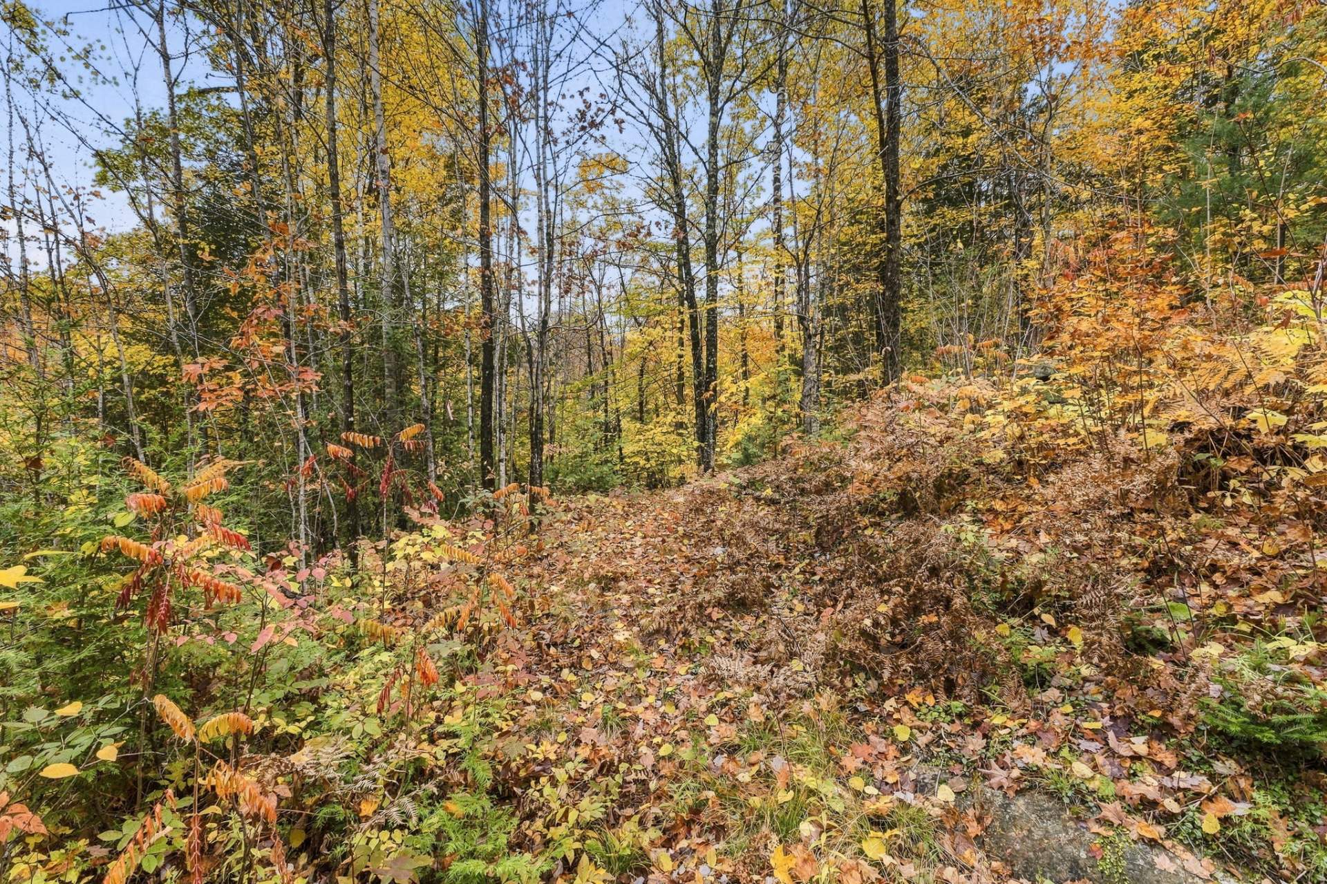 Wooded area